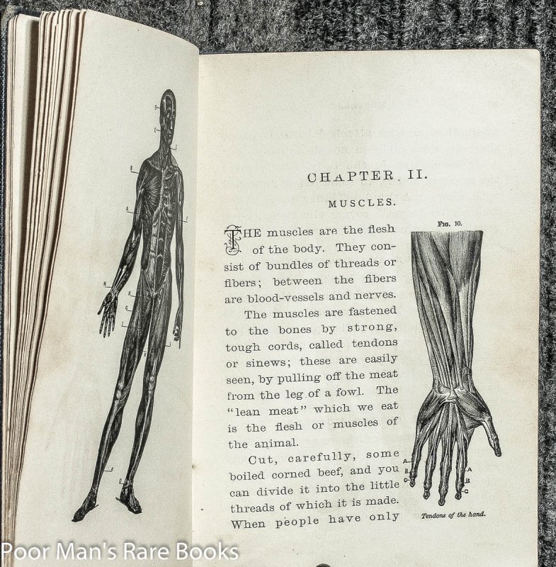 Image for Dulany's Standard Physiology Temperance: : Narcotics: : Anatomy Dulany, William C 1886