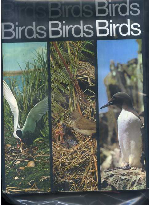Image for BIRDS BIRDS BIRDS.