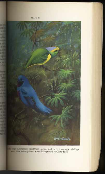 Image for BIRDS
