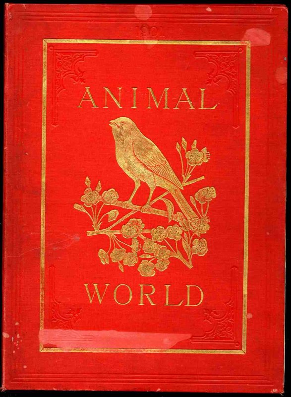 Image for THE ANIMAL WORLD MAGAZINE VOL XXXII 1901