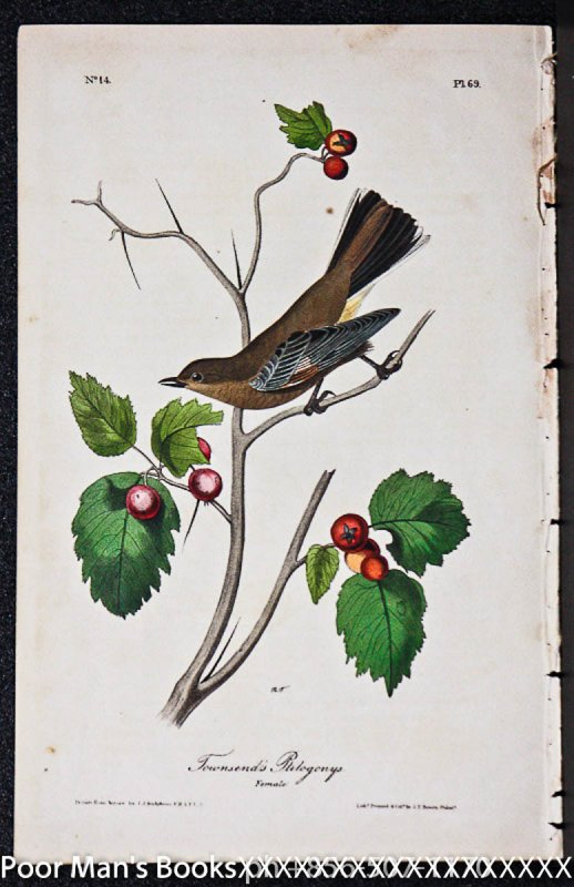 Image for PL. 69 TOWNSEND'S PTILOGONYS (FEMALE) THE BIRDS OF AMERICA,1840