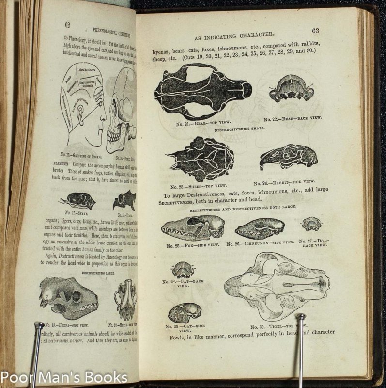 Image for New Illustrated Self Instructor in Phrenology and Physiology...