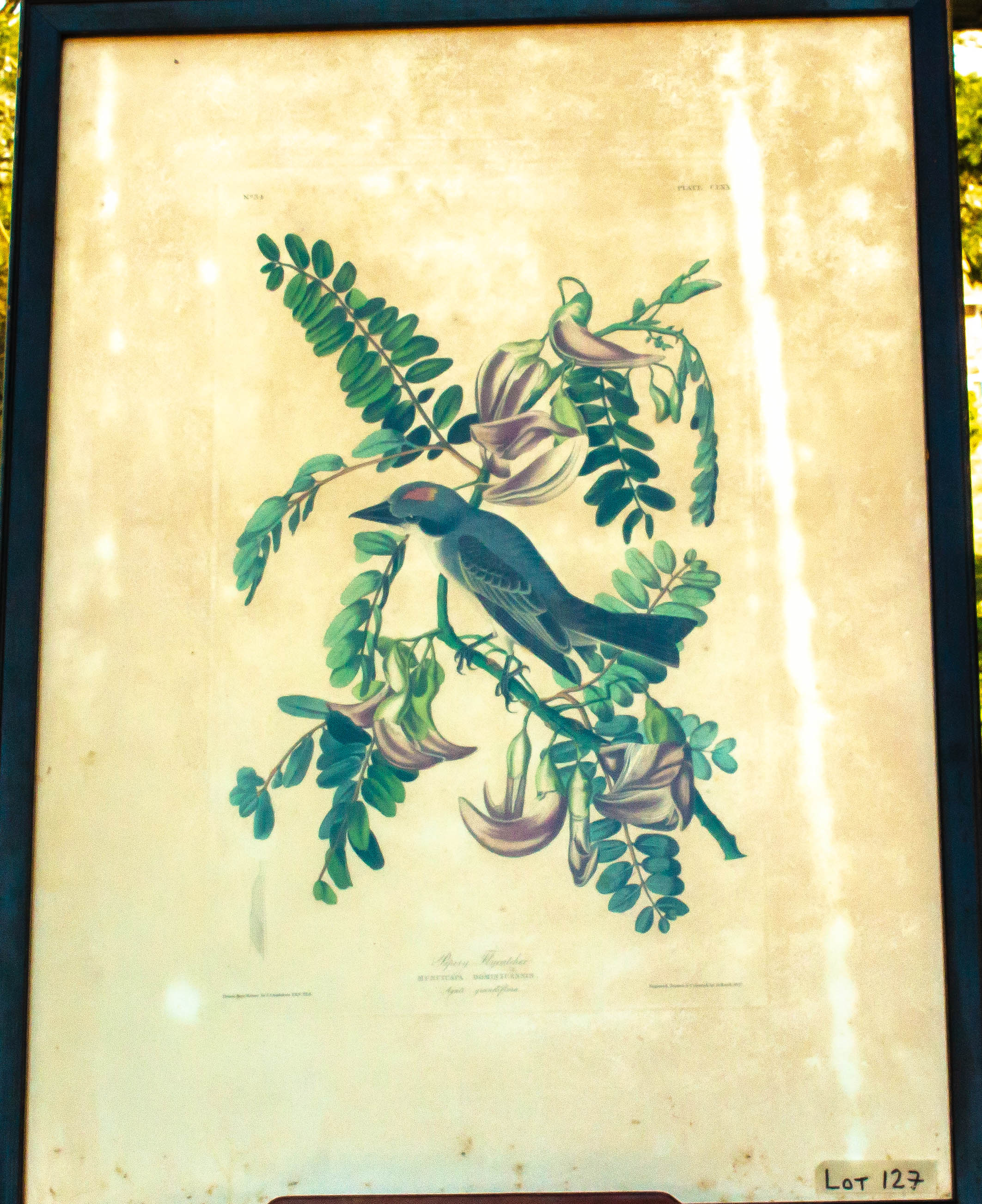Image for Pipiry Flycatcher. Muscicapa Dominicensis #34, 22" X 29" Print. John James Audubon.